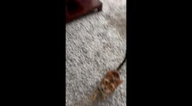 Bengal Cat Dings Bell for Treats