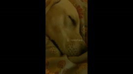 Breathe In, Bark Out