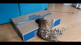 A Leap In, A Leap Out!