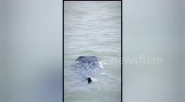 Whaleshark spoted on pasuruan offshore