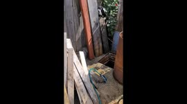 Furry House Cat unexpectedly falls in a gutter when looking at another cat *Hilarious Video*