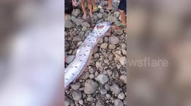 Rare 'doomsday' oarfish washes ashore dead on Philippines coast