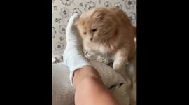 Oscar the cat's unconventional healing: a funny tale of biting plaster and broken leg