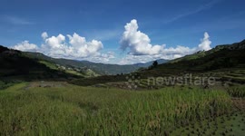Villagers harvest paddy rice in Hani terraced fields in Yunnan, SW China