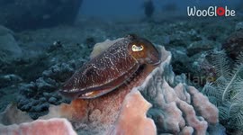 Cute Cuttlefish turns colors while swimming around *Wonders of Nature*