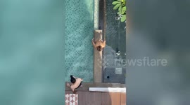 Woman orders her boyfriend how to take pictures as she poses by the pool