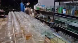 Escaped buffalo rampages through fish farm warehouse in Thailand