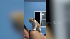 Helpful pet kitten gives aching owner back massage