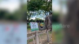 Elephant paints picture with its trunk in Thailand