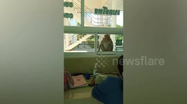 Curious wild monkeys look through office window in Thailand