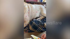 Playful toddler covers pet dog with stickers