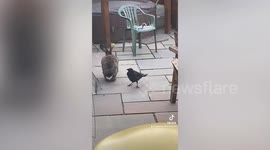 Crow believes he's a rabbit after being fostered by five bunnies