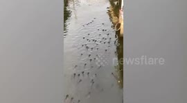 Hungry school of fish swim with mouths above canal's surface in Thailand