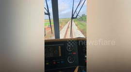 Stray dogs walk along railway line delaying oncoming train