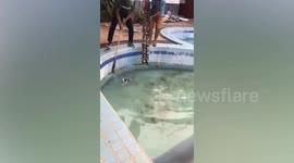 Workers scoop out drowning cat from swimming pool
