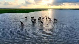 Elks Play in A Tidal Flat Wetland in Yancheng, China