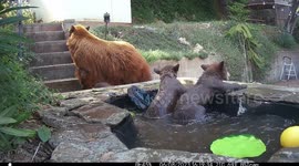 Bear cubs splash around in homeowner's pool under watchful eye of their mother