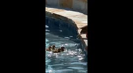 Woman Helps Ducklings Out of Swimming Pool