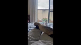 Playful Ferret Falls off the Bed