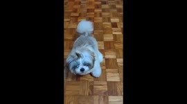 Adorable Shih Tzu puppy Miyo masters sit and stand commands with delight in Manila, Philippines!