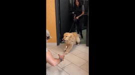 Touching reunion: emotional dog embraces owner after time apart