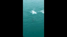 Dolphin Playfully Jumps and Flips Through Water
