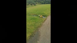 Dog Plays In The Puddles