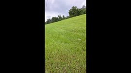 Aggressive Pack of Dogs Take Down Baby Deer