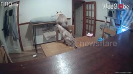 'This is so funny'!' - Chubby cat tries to jump but fails hard *Hilarious Cat Antics*