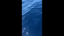 Spotting Manta Rays From a Boat