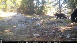 Black Bear Mom Teaches Her Cub To Search for Food Under Rocks