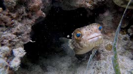Staredown With Cutty Diodon Fish