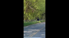 Bull Moose Walks Past Family in Vehicle