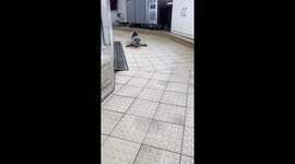 Cute Seal