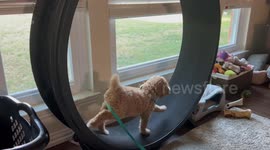 Goldendoodle Puppy Takes Cat Wheel For a Spin