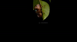 Cicada Emerges From Its Shell