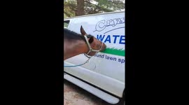 Silly Horse Eats Fake Grass