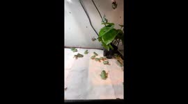 Frog Feeding Frenzy