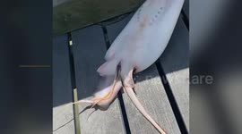 Texas angler accidentally reels in pregnant stingray giving birth to babies