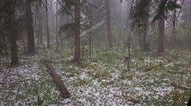 Intense Hailstorm Hits Alberta