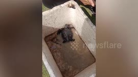 Endangered baby turtle stuck in oil slick rescued on Thai beach