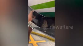 Bear escapes from its cage onboard flight from Dubai to Iraq