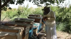 Iraqi farmers keen on beekeeping despite challenges