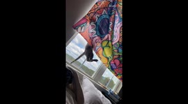 HILARIOUS cartoon-type fall teaches silly cat to stop messing with window blinds