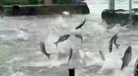 Hundreds of silver carp leap out of water due to lack of oxygen in China