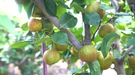 Traditional delicacy on Liqiu solar term: pear
