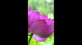 Lotus flowers in full bloom attract tourists in SW China