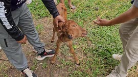 Three-weeks-old calf born with two heads stands up and drinks milk unaided on farm in Thailand