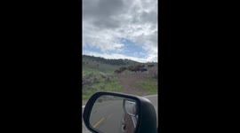 Bison in Yellowstone charging our vehicl after they had stampede across the road from us