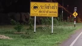Herd of 50 elephants raid Thai village while searching for food